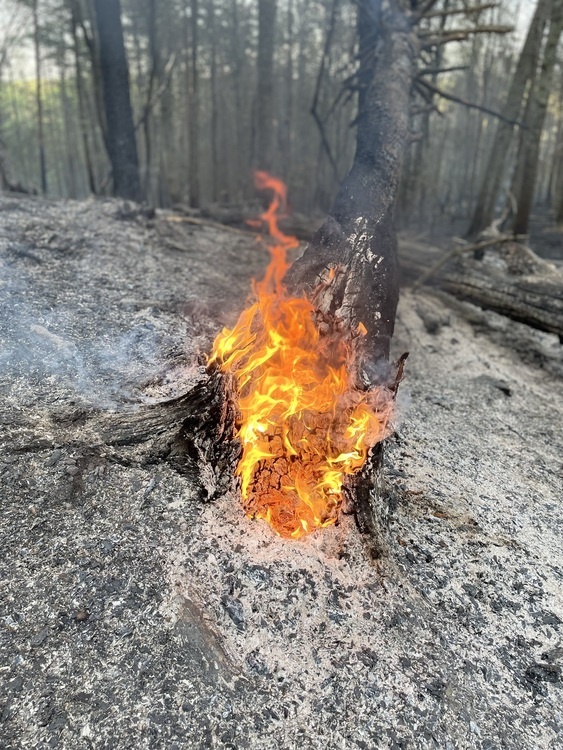 Fire Ecology Graphic