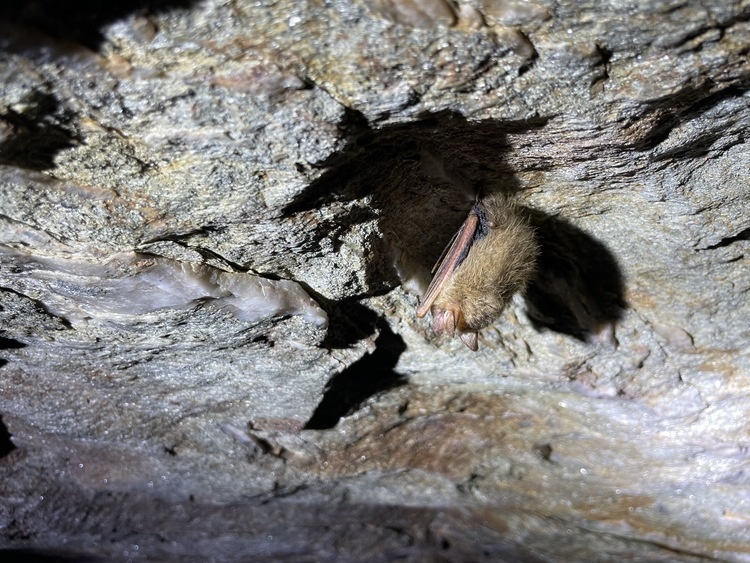 Batty Bio Blitz Graphic