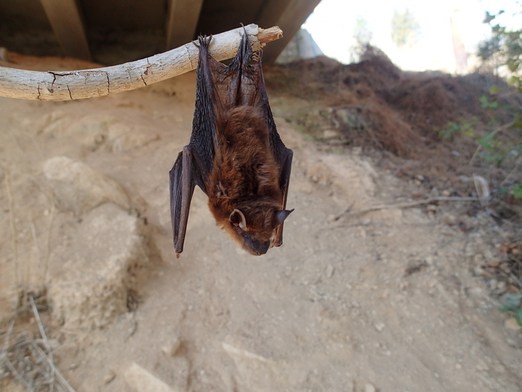 Let's Get Batty Graphic