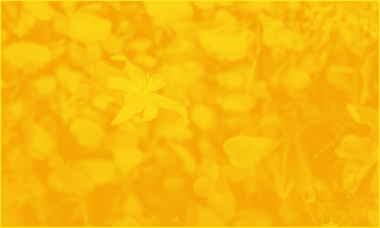 Meditation Mondays - Duck Nest