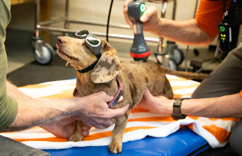 Dachshund receiving laser therapy