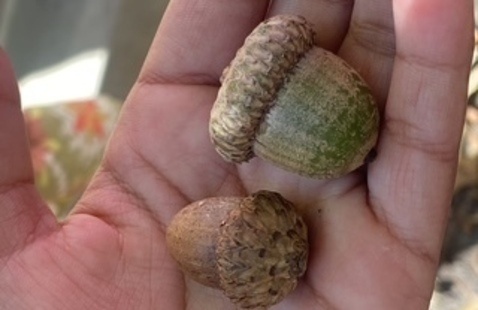 a small hand holds two different acorns