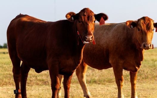 2026 Livestock & Range Field Day