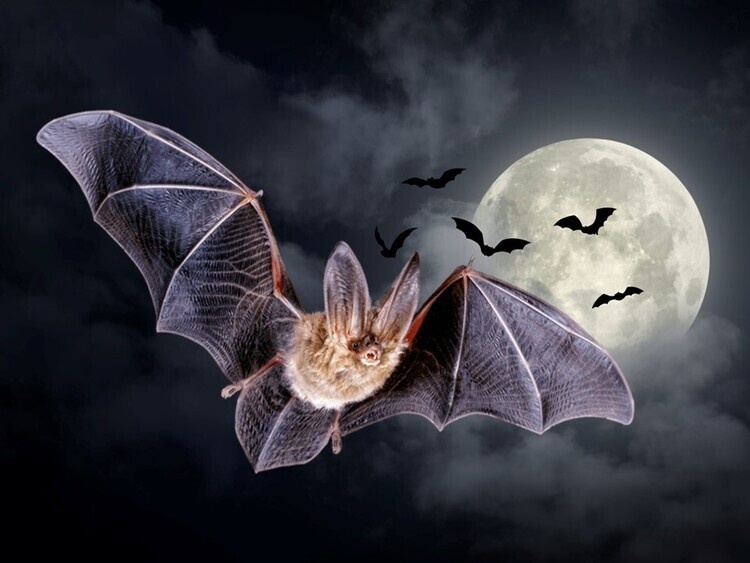 Bat Week