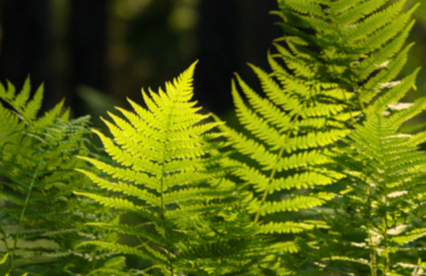 Fern leaves in the forest illuminated by golden sunlight