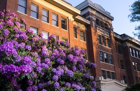Bright purple rhododendron in full bloom in front of a red-brick campus building.