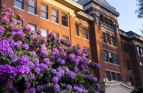Bright purple rhododendron in full bloom in front of a red-brick campus building.